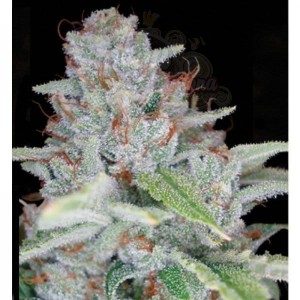 RESERVA PRIVADA - Skywalker Kush