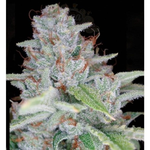RESERVA PRIVADA - Skywalker Kush