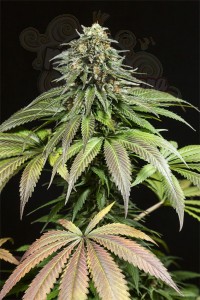 Dinafem - Purple Moby Dick