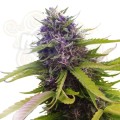 Blueberry