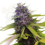 Blueberry