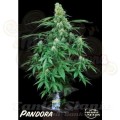 PARADISE SEEDS - Pandora Auto