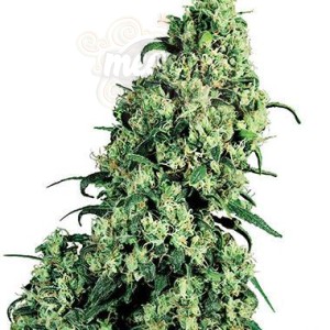 WHITE LABEL - Skunk #1®