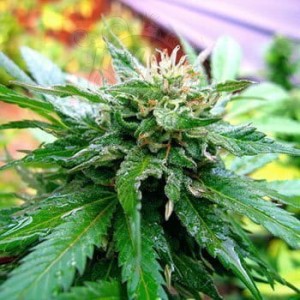 KC BRAINS - California Special