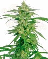 DUTCH PASSION - Hollands Hope®