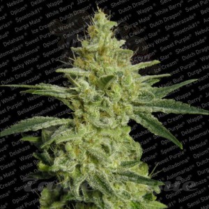 PARADISE SEEDS - AllKush