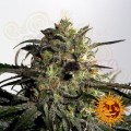 BARNEY'S FARM - Blueberry OG