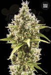 BULK SEED BANK - Auto Amnesia Haze