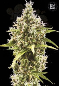 BULK SEED BANK - Auto Amnesia Haze