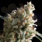 PYRAMID SEEDS - Auto Super Hash