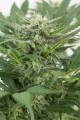 DINAFEM - Dinamex Auto