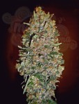 00 SEEDS BANK - Automatic Collection #1