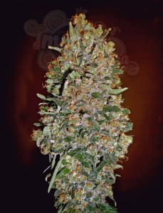 00 SEEDS BANK - Automatic Collection #1