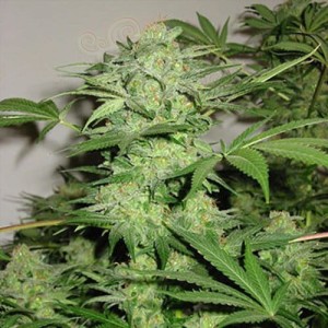 KC BRAINS - Northern Light Special