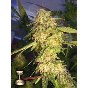 DNA GENETICS - ReCon