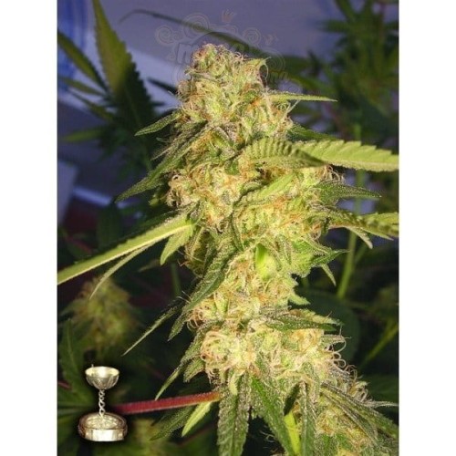 DNA GENETICS - ReCon