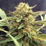 CBD Crew - CBD Therapy