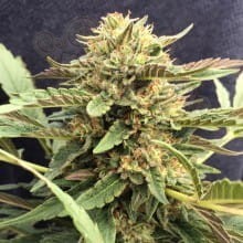 CBD Crew - CBD Therapy