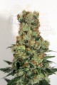 RIPPER SEEDS - Ripper Badazz
