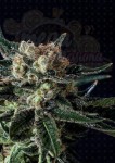 GENOFARM - Black Diesel