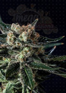 GENOFARM - Black Diesel