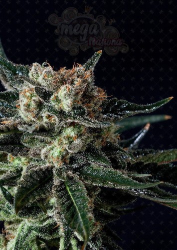 GENOFARM - Black Diesel