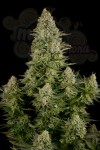 DINAFEM - White Widow