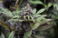 DINAFEM - Dinamed CBD