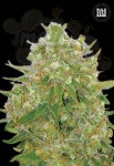 BULK SEED BANK - Master Kush Grand