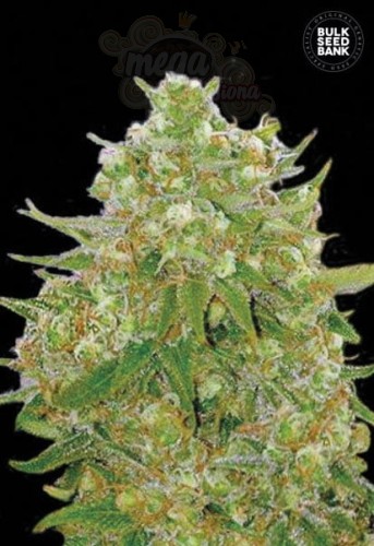 BULK SEED BANK - Master Kush Grand