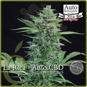 ELITE SEEDS - La Rica Auto CBD