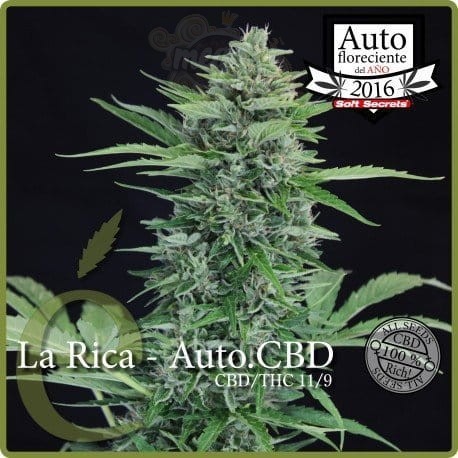 ELITE SEEDS - La Rica Auto CBD