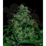 VIP SEEDS - Tank
