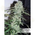 DUTCH PASSION - Auto Ultimate