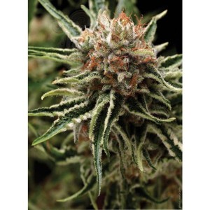 PYRAMID SEEDS - Auto Shark