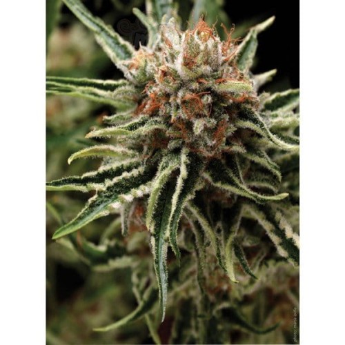 PYRAMID SEEDS - Auto Shark