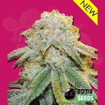 BOMB SEEDS - Bubble Bomb