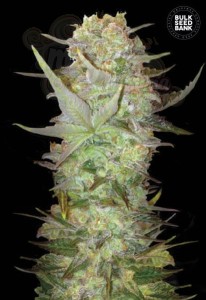 BULK SEED BANK - Auto Dubai Poison