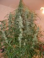 FASTBUDS - Green Crack Auto