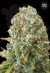 BULK SEED BANK - Moby Big