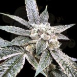 DNA GENETICS - Golden Berry