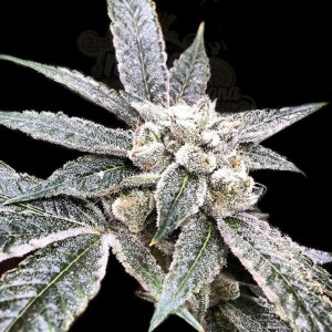 DNA GENETICS - Golden Berry
