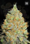 BULK SEED BANK - Critical Mass