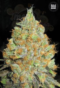 BULK SEED BANK - Critical Mass