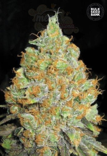 BULK SEED BANK - Critical Mass