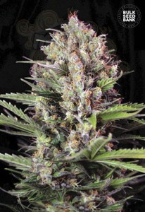 BULK SEED BANK - Caramel King