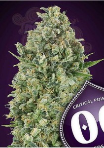 00 Seeds Bank - Critical Poison