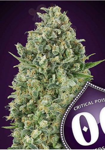 00 Seeds Bank - Critical Poison