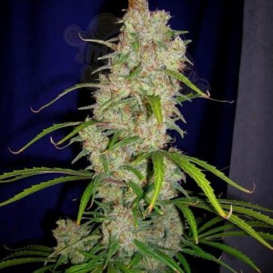 CANNABIOGEN - Destroyer