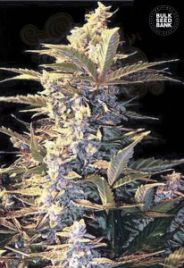 BULK SEED BANK -  Auto East Ryder